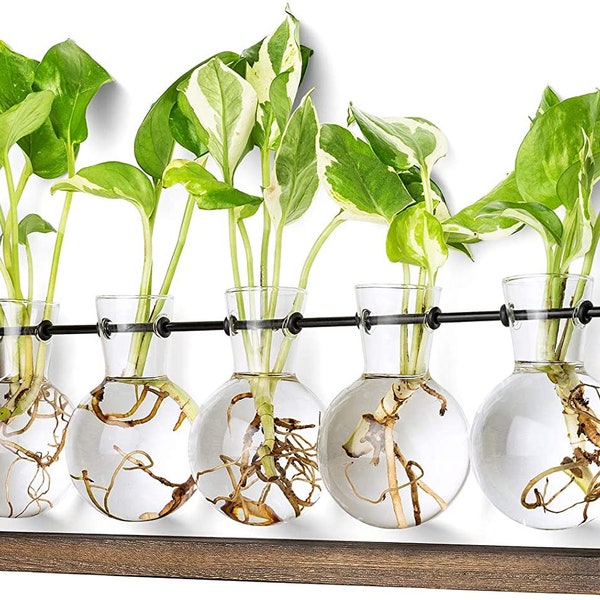 Glass Bottle Planter Etsy