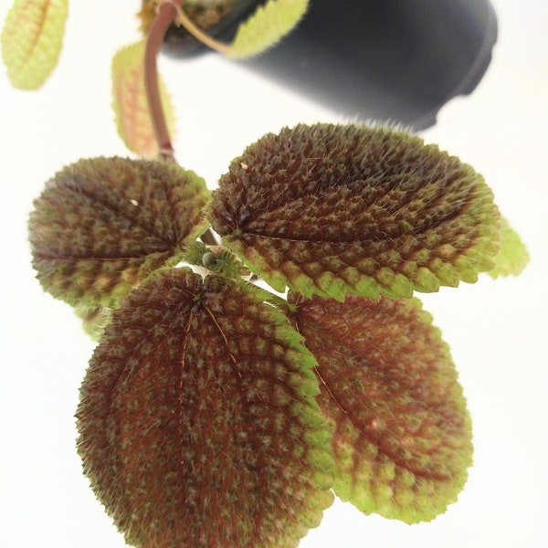 Pilea involucrata USA seller