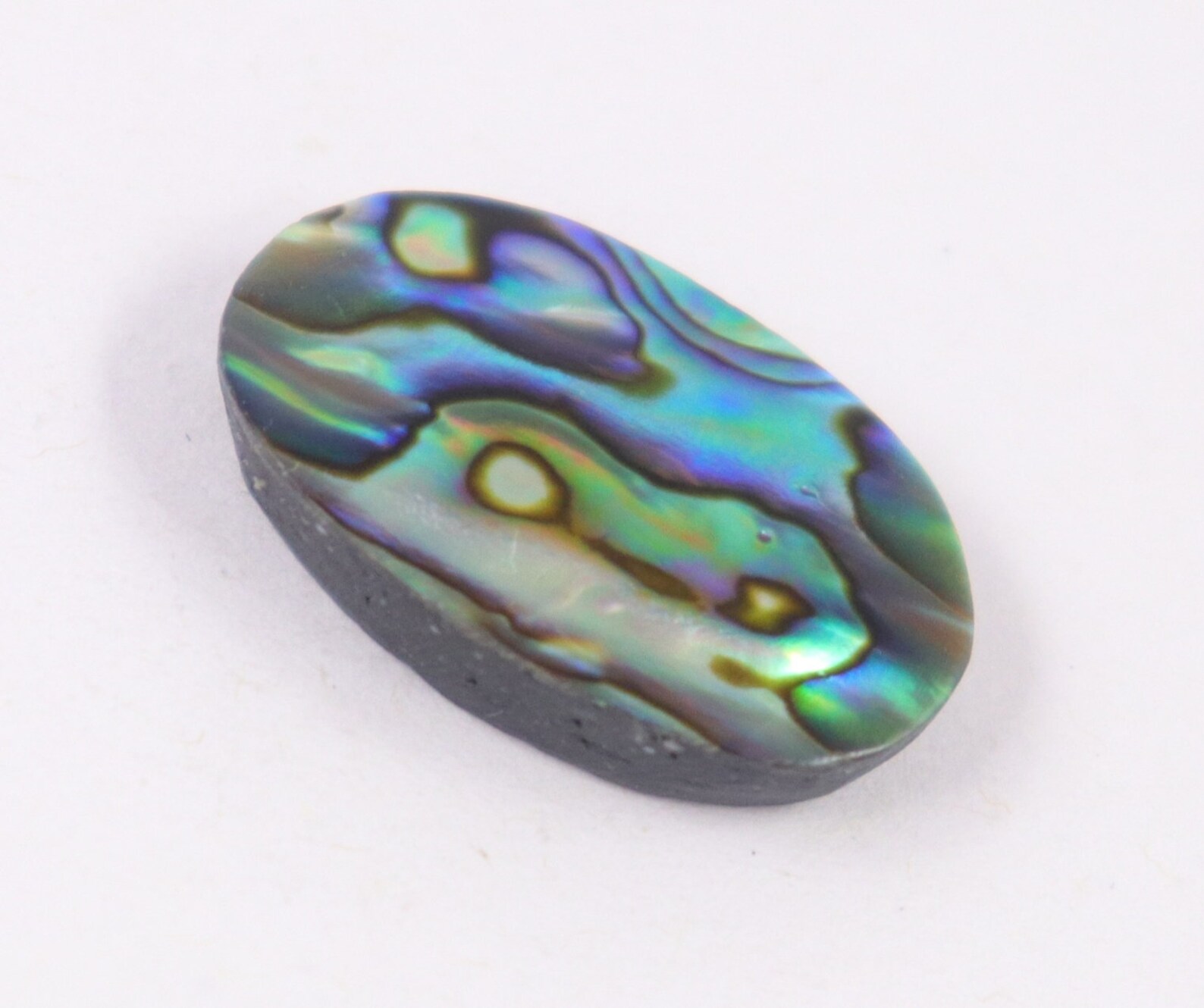 Superb Designer Shiny Australian Abalone Shell Abalone Shell Etsy