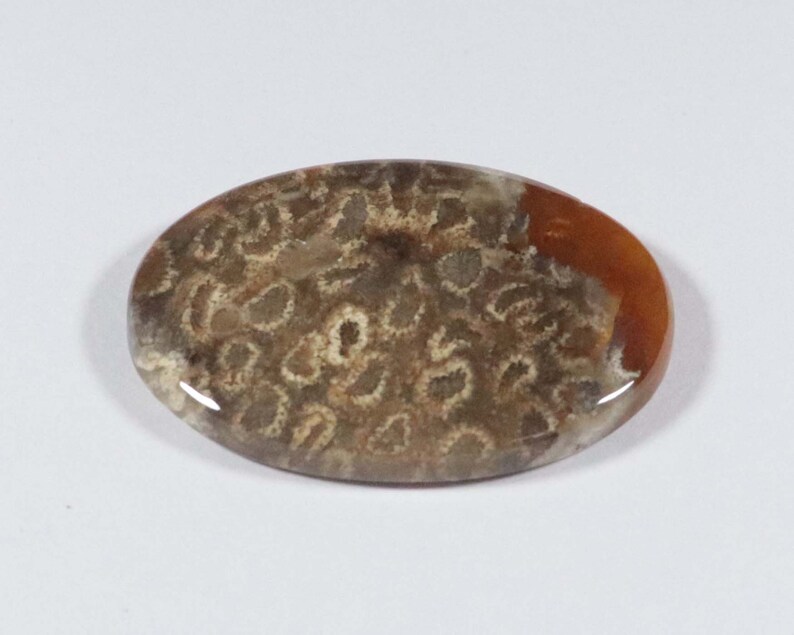 35x25x6 mm 1 Pcs Natural Fossil Coral Gemstone Rare Fossil Coral Cabochon Gemstone AAA Quality Oval Shape Amazing Designer Cabochon