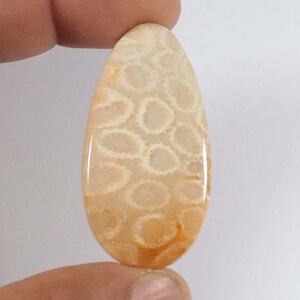 Natürlicher Fossil Coral Cabochon Edelstein, Mix Formen, Weiß Fossil Coral Back Flach Cabochon Stein für Anhänger Schmuck