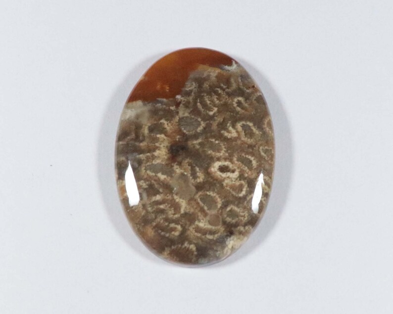 35x25x6 mm 1 Pcs Natural Fossil Coral Gemstone Rare Fossil Coral Cabochon Gemstone AAA Quality Oval Shape Amazing Designer Cabochon