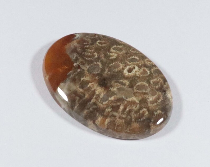 35x25x6 mm 1 Pcs Natural Fossil Coral Gemstone Rare Fossil Coral Cabochon Gemstone AAA Quality Oval Shape Amazing Designer Cabochon