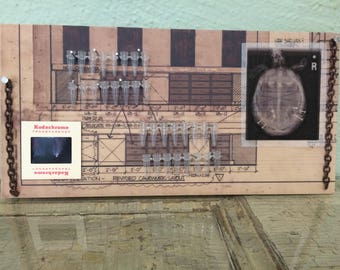 Turtle x-ray with test tubes- science collage