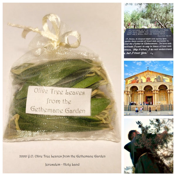 2000 Jahre alt. Olivenbaumblätter (50 Stück) aus dem Garten Gethsemane • Jesus Christus • Israel • Jerusalem • Heiliges Land