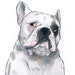 see more listings in the PET PORTRAIT section