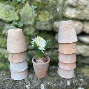 Peut inclure: Image d'une nature morte avec des pots en terre cuite empilés et un pot contenant une fleur d'hyacinthe blanche. Les pots présentent un aspect vieilli et usé, avec des tons bruns et gris. L'arrière-plan est un mur de pierre recouvert de mousse.