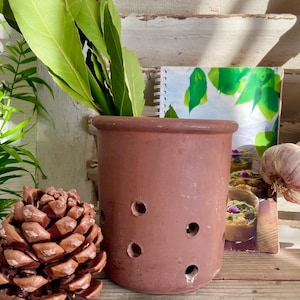 May include: A terracotta pot with drainage holes, filled with green leafy plants. The pot is sitting on a wooden surface next to a notebook with a green and white floral design. A pine cone is in the foreground.