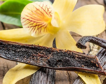 Vanilla bean orchid plants