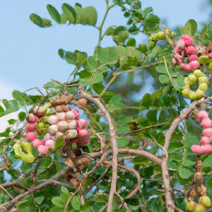 Manila Tamarind trees, Camachile, Seema Chintakaya (Pithecellobium dulce)