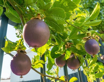 Maracuyá de maracuyá 'Purple Possum' (Passiflora edulis) vides
