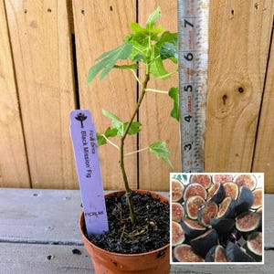 3 Fig Trees