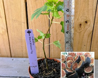 3 Fig Trees