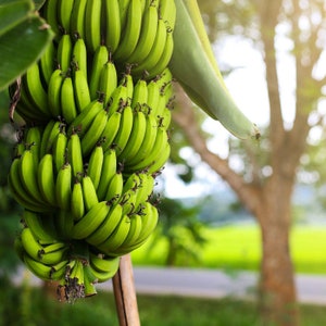 Musa Dwarf Cavendish grocery store banana tree