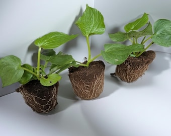 3 plantas de kava kava Isa
