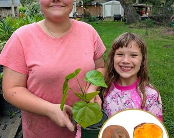 Live Chupa Chupa Plant (Quararibea cordata) | South American Sapote | Rare Potted Exotic Tropical Fruit Tree