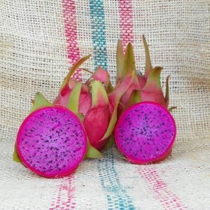 3 Haley's comet dragon fruit plants