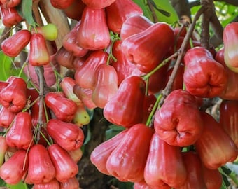 Manzanos Red Dragon Jambu Wax