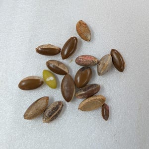 Miracle fruit seeds 10