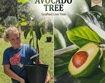 Multi-Variety Grafted Live Avocado Tree – Premium Indoor/Outdoor Selection – Over 20 Rare Types in Stock