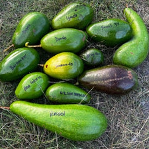 Avocado trees
