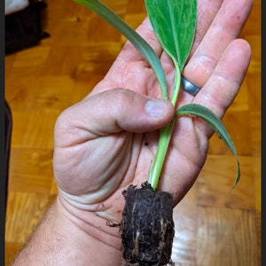 May include: A small green plant with a single leaf and roots in a brown pot. The plant is being held in a person's hand.