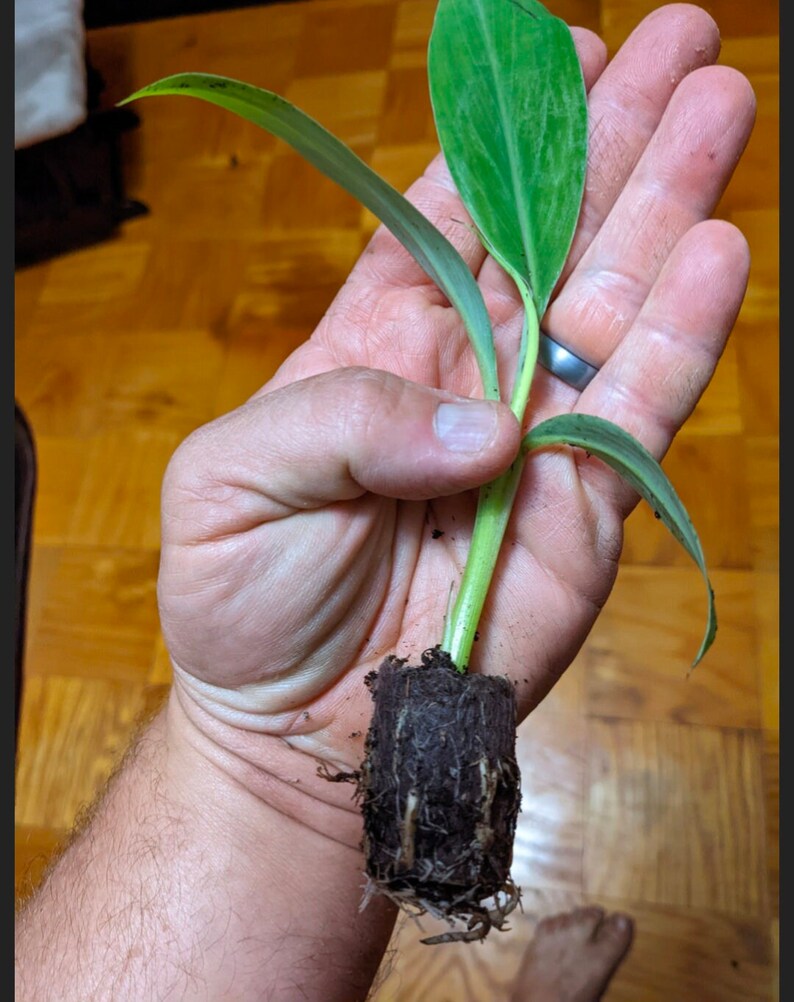 May include: A small green plant with a single leaf and roots in a brown pot. The plant is being held in a person's hand.