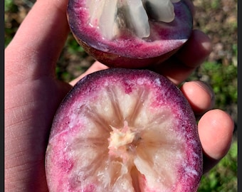 Purple Caimito milk fruit trees