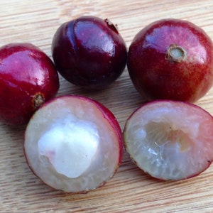Red Jaboticaba trees