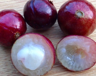 Árboles de jaboticaba rojos