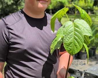 Live Pangium edule Seedling | Pangi / Football Fruit Tree | Rare Tropical Specimen | Edible Landscape Starter