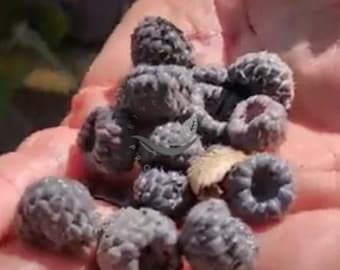 Plantas de frambuesa de Mysore (Rubus niveus)