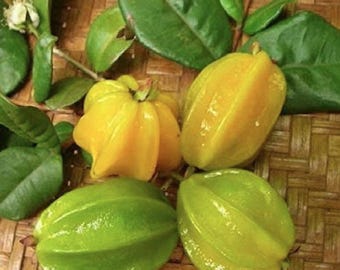 Cerezos estrella de Pitangituba súper raros