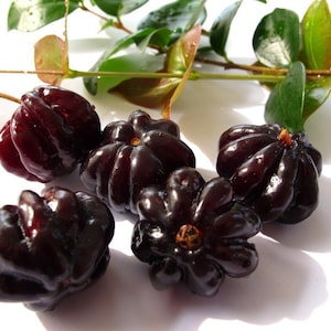 Árboles de pitanga de cerezo negro de Surinam
