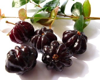 Black Surinam Cherry Pitanga trees