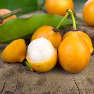 Achacha achachairú trees Garcinia humilis