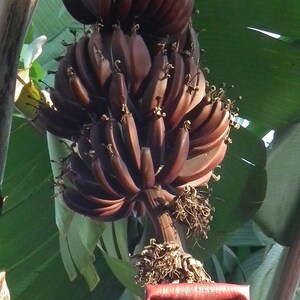 Banana & Plantain trees Platanos