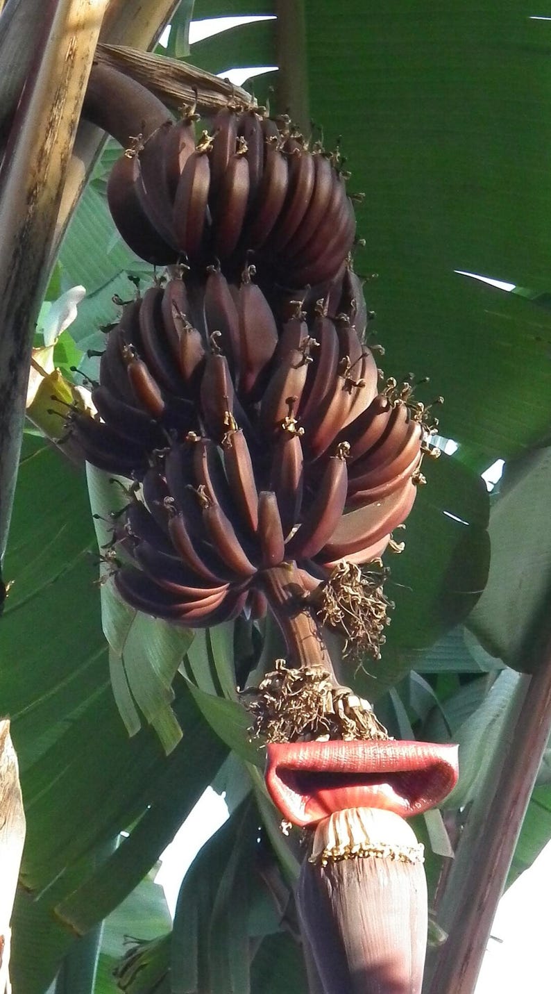 Banana & Plantain trees Platanos image 9
