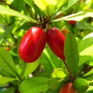 Miracle fruit trees