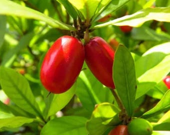 Miracle fruit trees