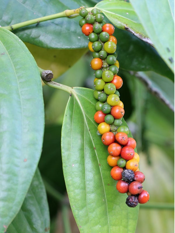 Black Pepper peppercorn vines