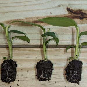 May include: Three small green plants with visible roots and soil are displayed on a wooden surface. The plants have long, slender stems and broad, green leaves. The soil is dark brown, and the wooden surface has a light brown color with visible wood grain.