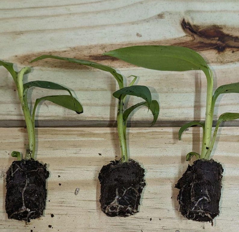 May include: Three small green plants with visible roots and soil are displayed on a wooden surface. The plants have long, slender stems and broad, green leaves. The soil is dark brown, and the wooden surface has a light brown color with visible wood grain.