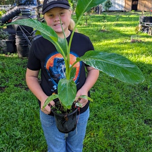 May include: A person holding a potted banana plant with large green leaves. The plant is in a black plastic pot. The person is wearing a black t-shirt with a colorful graphic and a black baseball cap.