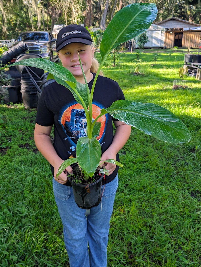 May include: A person holding a potted banana plant with large green leaves. The plant is in a black plastic pot. The person is wearing a black t-shirt with a colorful graphic and a black baseball cap.
