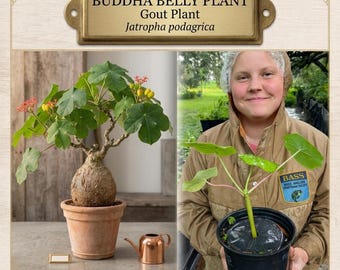 Live Jatropha podagrica Seedling - Buddha Belly Gout Plant - Rare Caudiciform Specimen