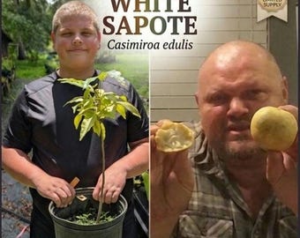 Live White Sapote Seedling (Casimiroa edulis) | Rare Tropical Fruit Tree | Edible Landscape Starter