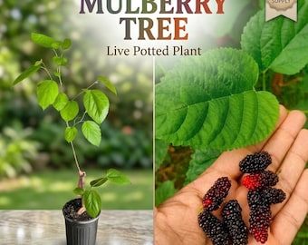 Mulberry Tree Live Potted Plant - Choose Variety: White, Pakistan, Tice, Florida Giant, Austerkey, or Dwarf Everbearing - Rare Edible Fruit