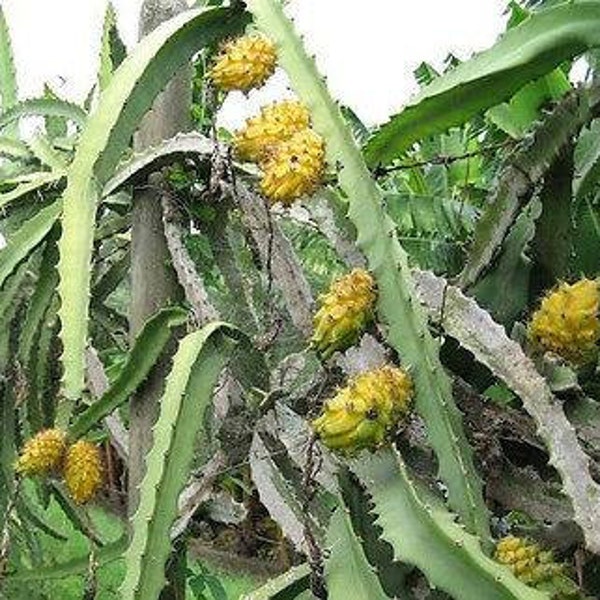 5 Yellow dragon fruit cuttings