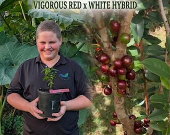 Live Scarlet Jabuticaba Seedling | Rare Red x White Hybrid (Plinia Escarlate) | Fast-Fruiting Exotic Tree